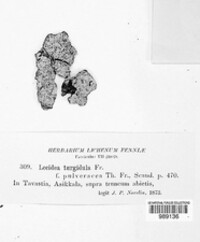 Lecidea turgidula image